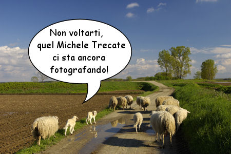 Fotoromanzo: nella fotografia si vede un gregge di pecore; una di queste dice, due punti aperte le virgolette - non voltarti, quel Michele Trecate ci sta fotografando