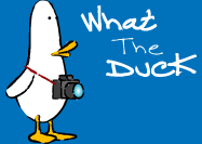 What The Duck